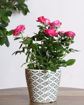 Rose plant with pink flowers